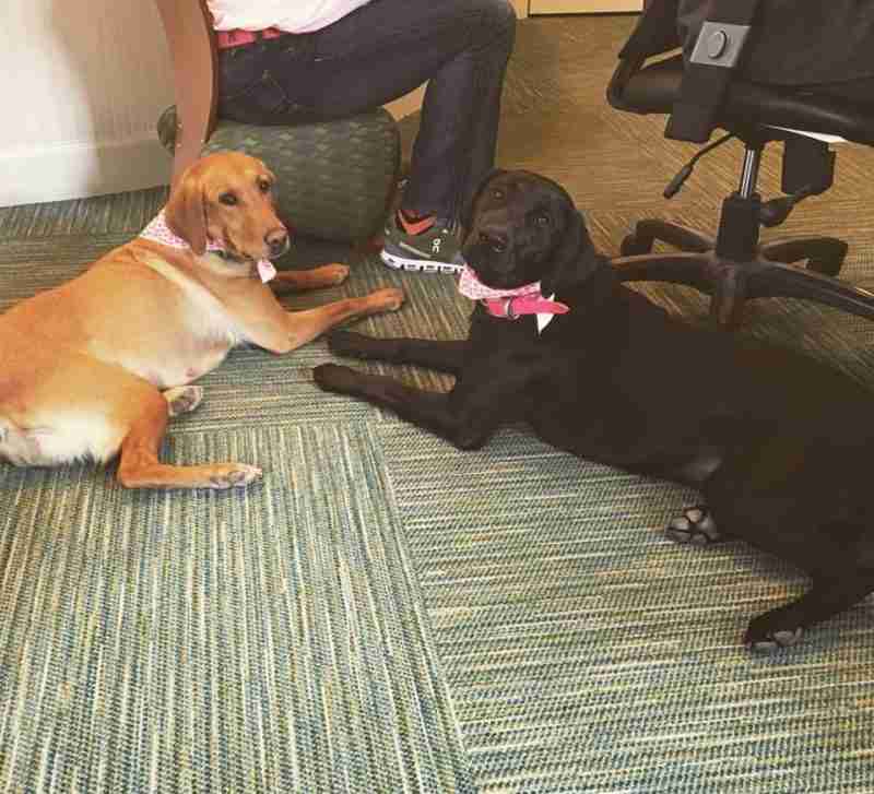 2 dogs laying on the floor next to someone sitting in a chair. One dog has blonde fur, the other black.